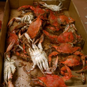 Whole crabs